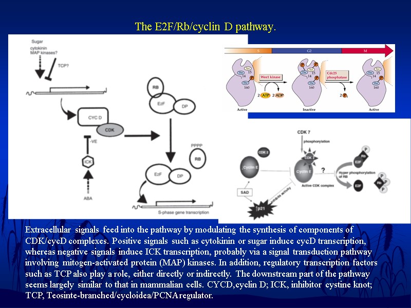 The E2F/Rb/cyclin D pathway.  Extracellular signals feed into the pathway by modulating the